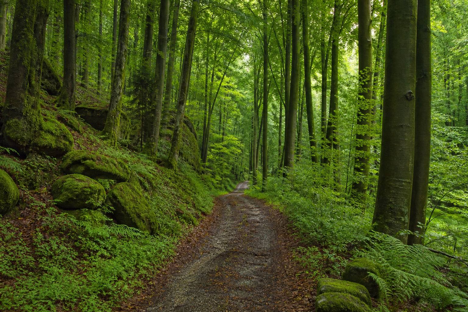 Schattiger Buchenwaldweg in der Fränkischen Schweiz